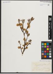 Foto von Salix appendiculata Vill.